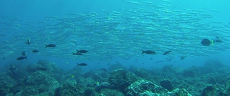 Vie marine dans les récifs autour de Isla Tortuga Costa Rica